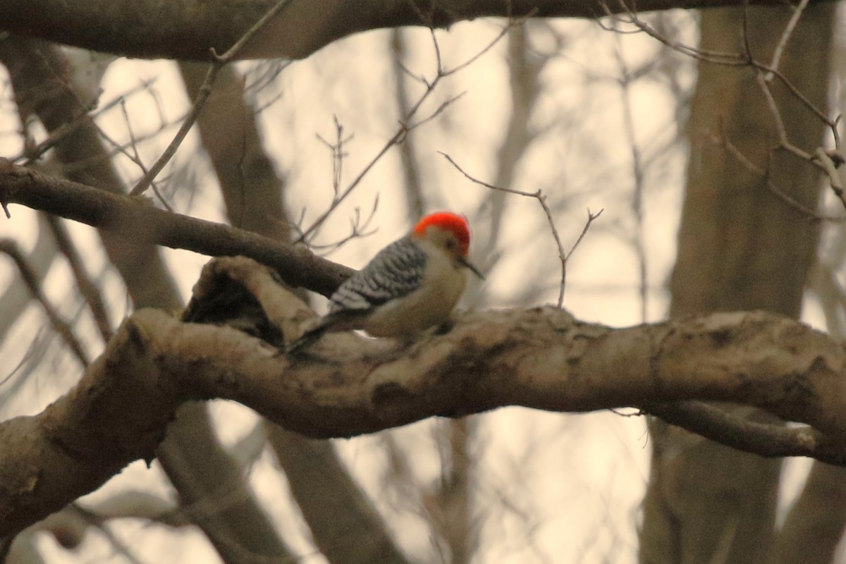 Red-bellied Woodpecker - ML611956701