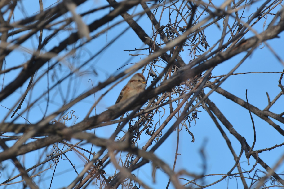 American Tree Sparrow - ML611956757