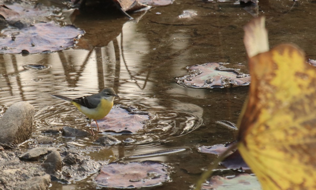 Gray Wagtail - ML611956802