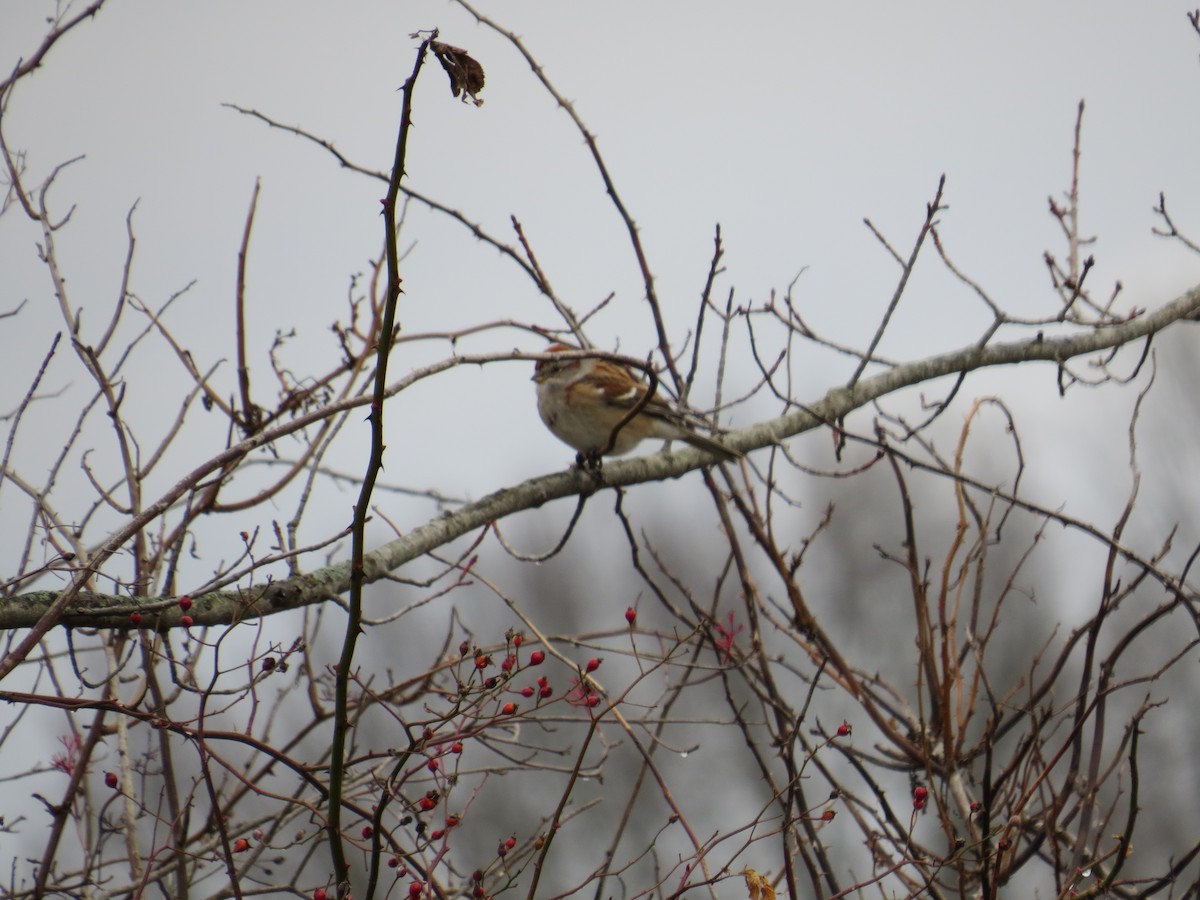 American Tree Sparrow - ML611957183
