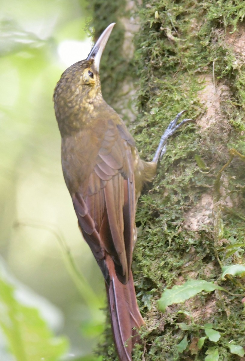 Spotted Woodcreeper - ML611957364