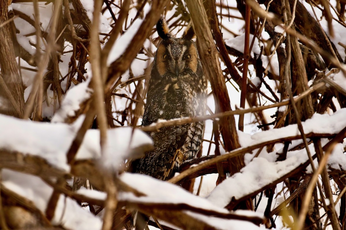 Long-eared Owl - ML611957436