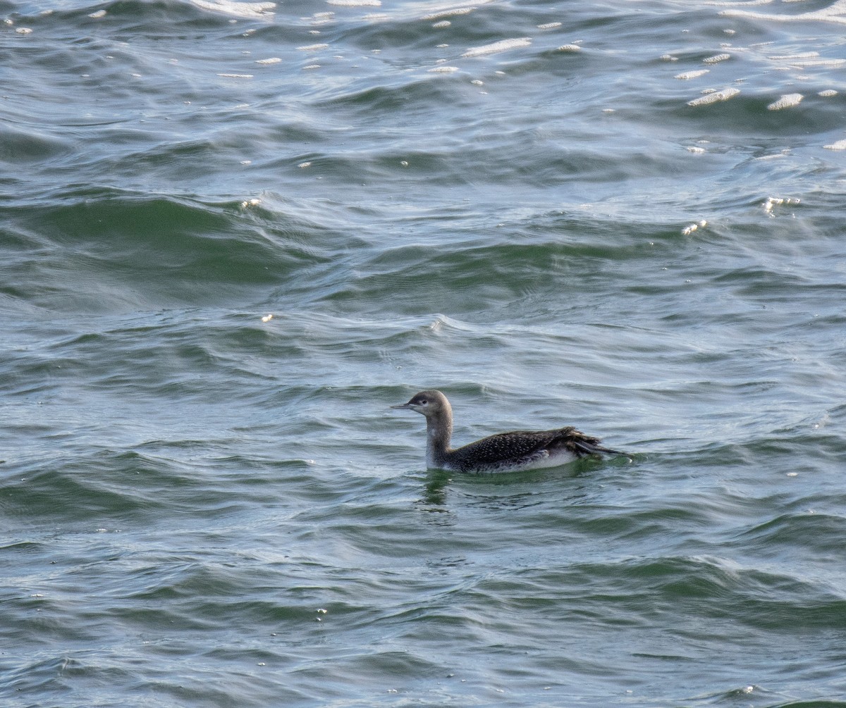 Red-throated Loon - ML611957623