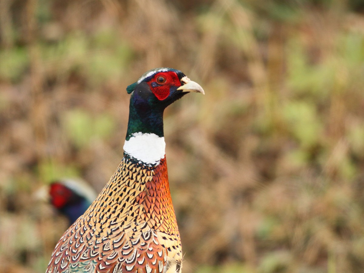 Wisconsin eBird Checklist - 6 Dec 2023 - Prince's Point SWA - 7 species
