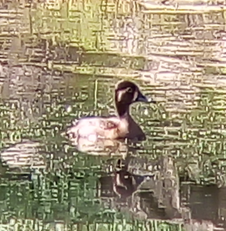Ring-necked Duck - ML611957882