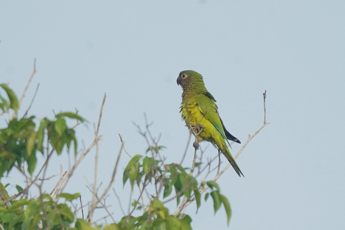 Brown-throated Parakeet - ML611958334
