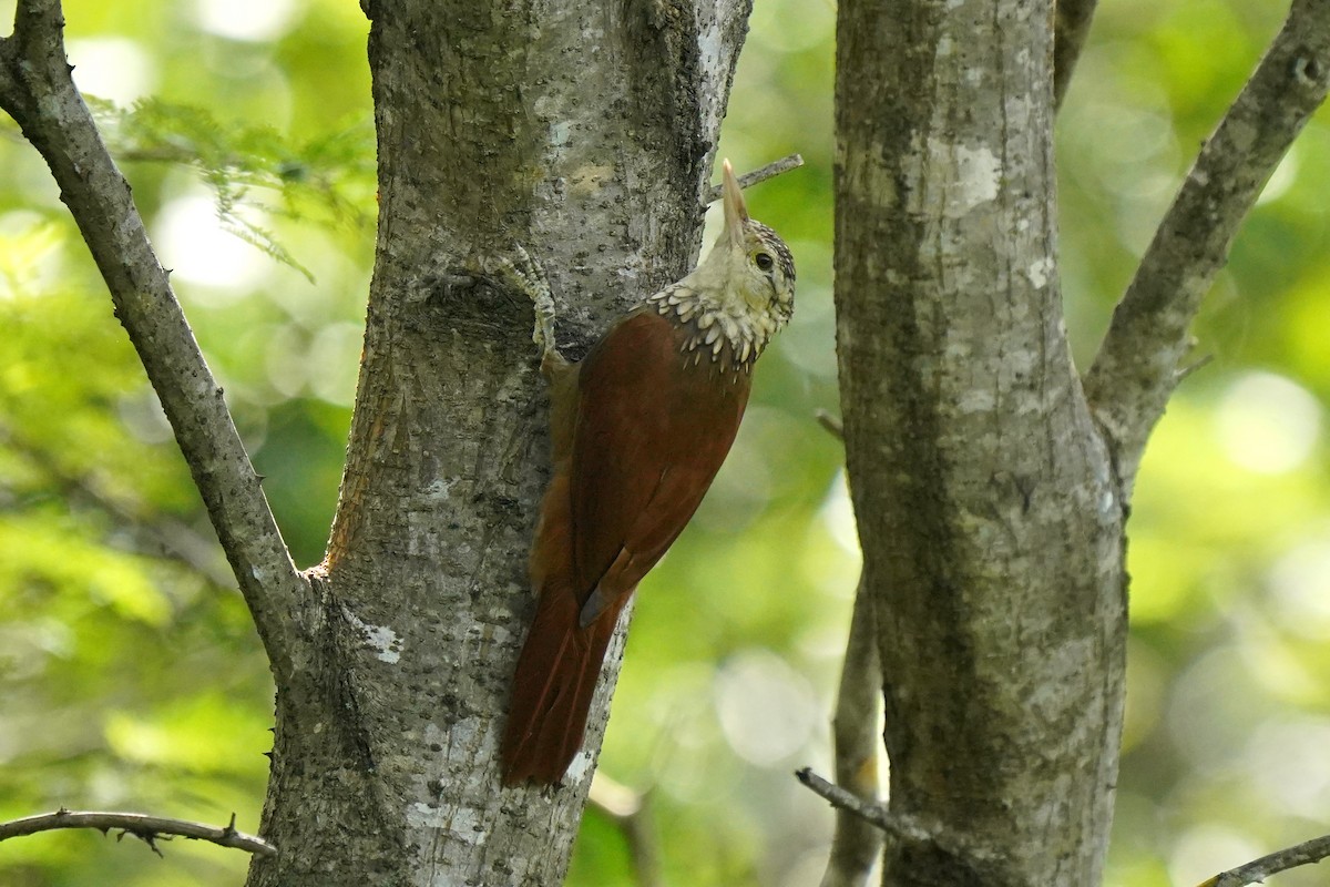 Straight-billed Woodcreeper - ML611958380