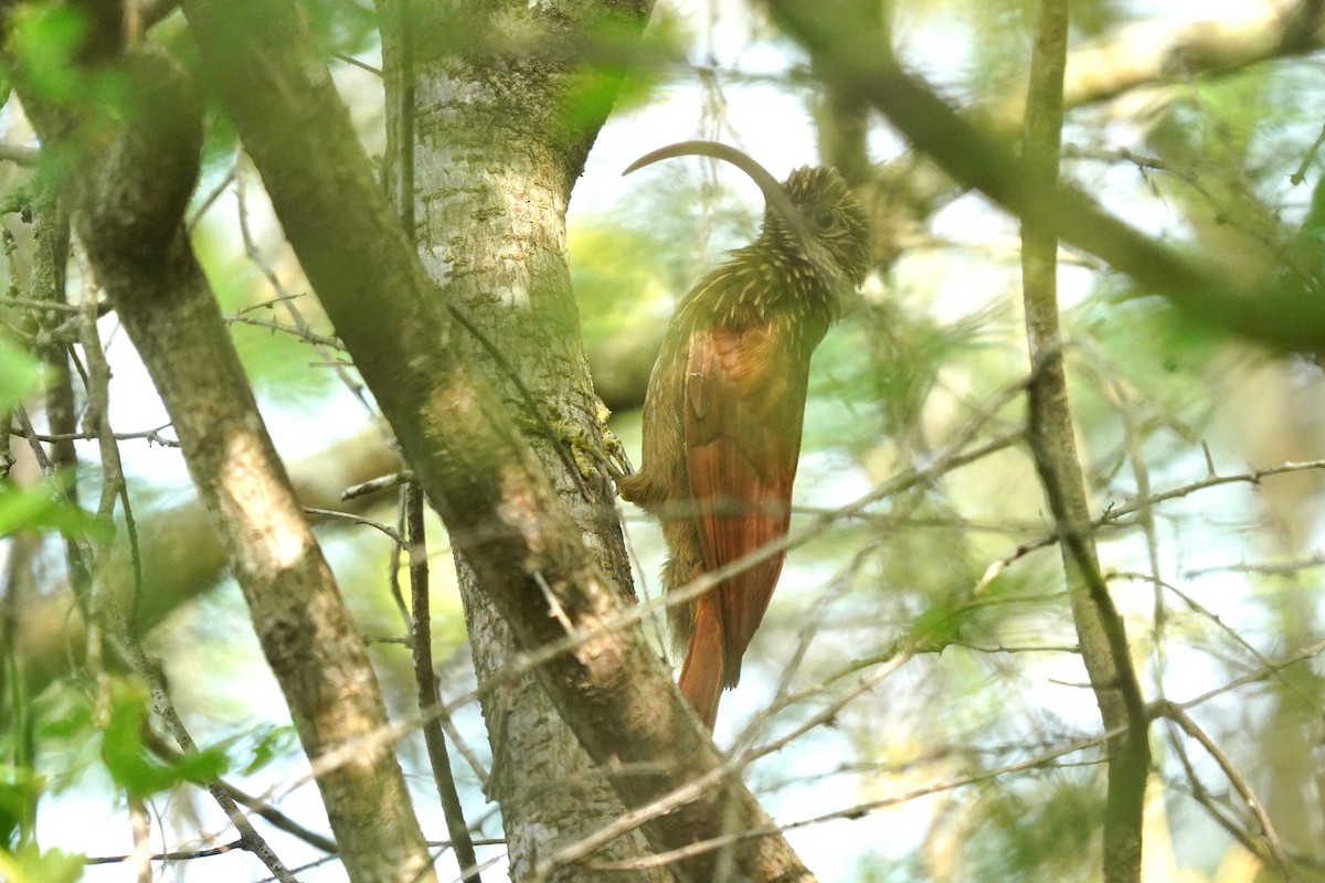 Red-billed Scythebill - ML611958408
