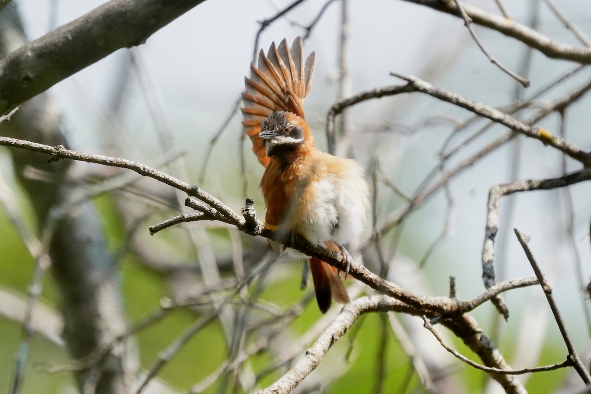 White-whiskered Spinetail - ML611958418