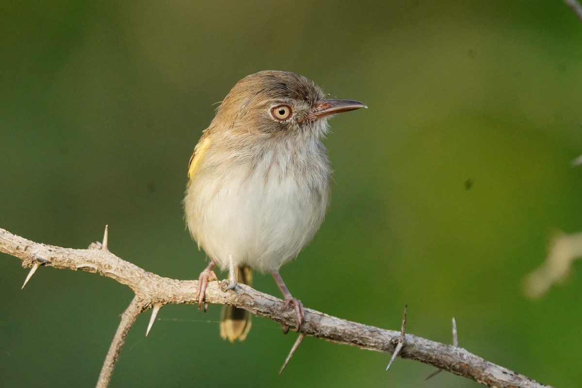 Pearly-vented Tody-Tyrant - ML611958433