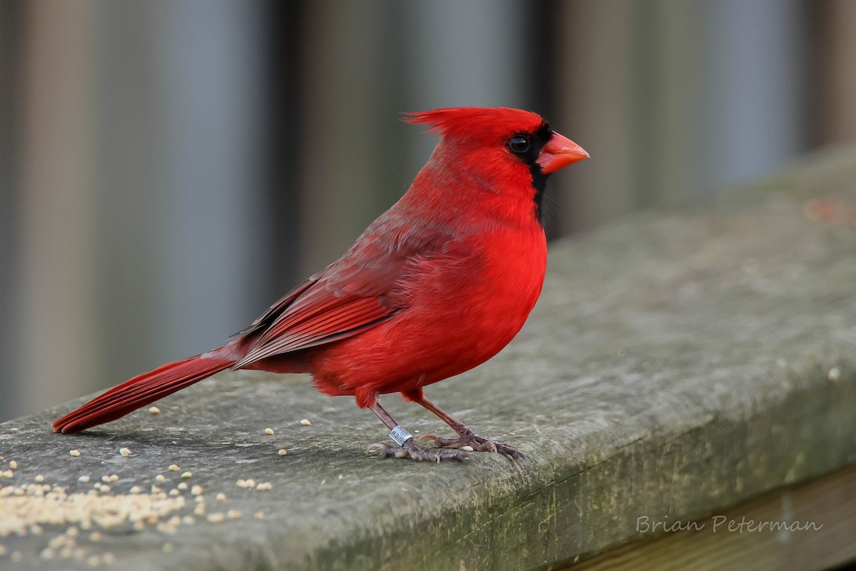 Northern Cardinal - Brian Peterman