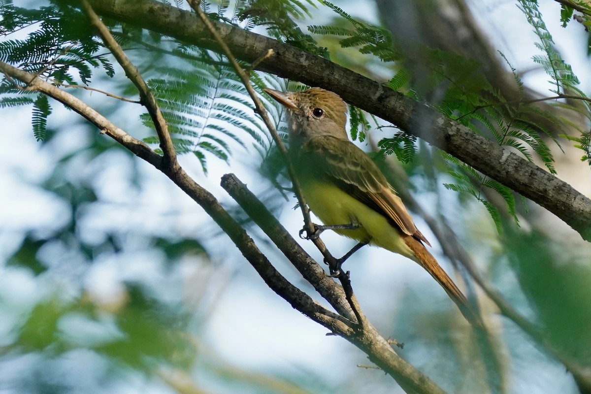 Brown-crested Flycatcher - ML611958557