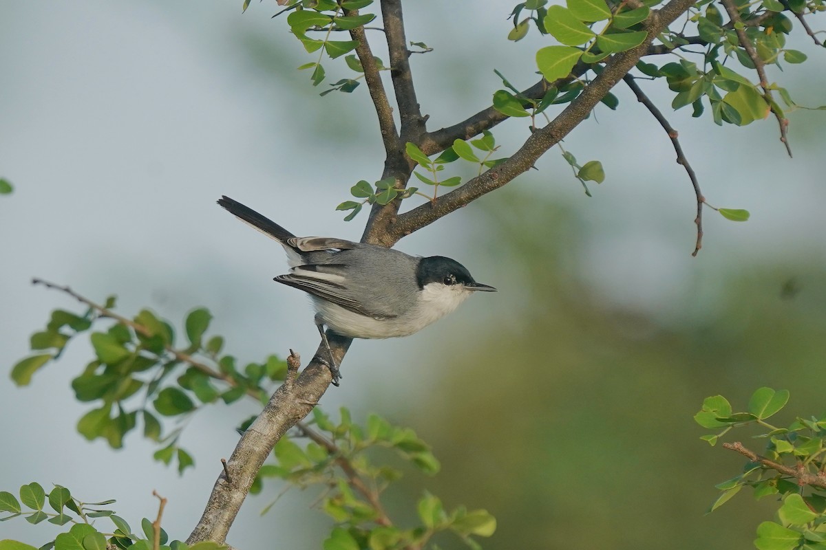 Tropical Gnatcatcher - ML611958586