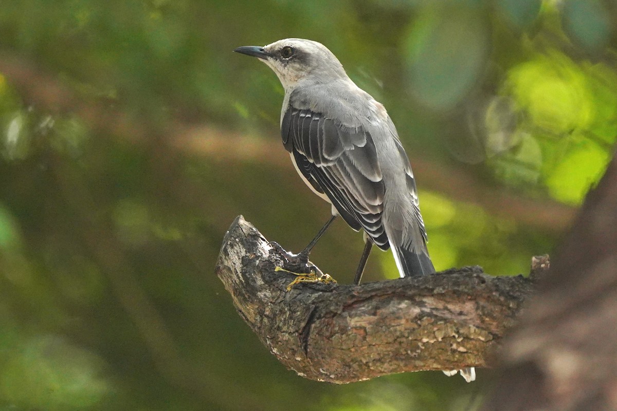 Tropical Mockingbird - ML611958594