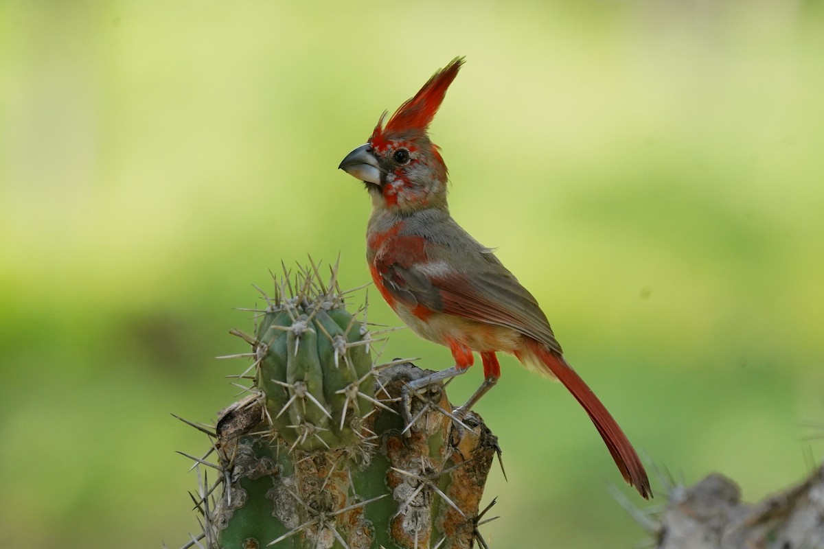 Vermilion Cardinal - ML611958633