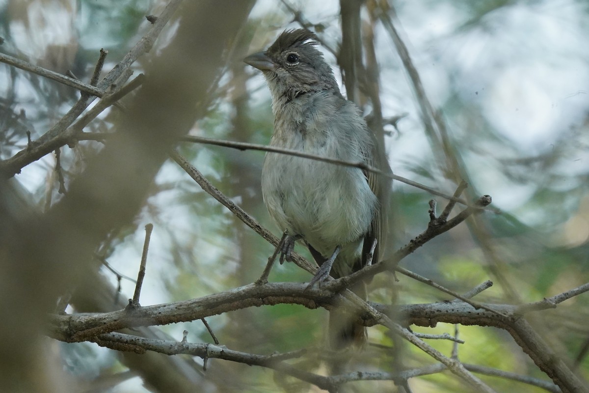 Pileated Finch - ML611958664