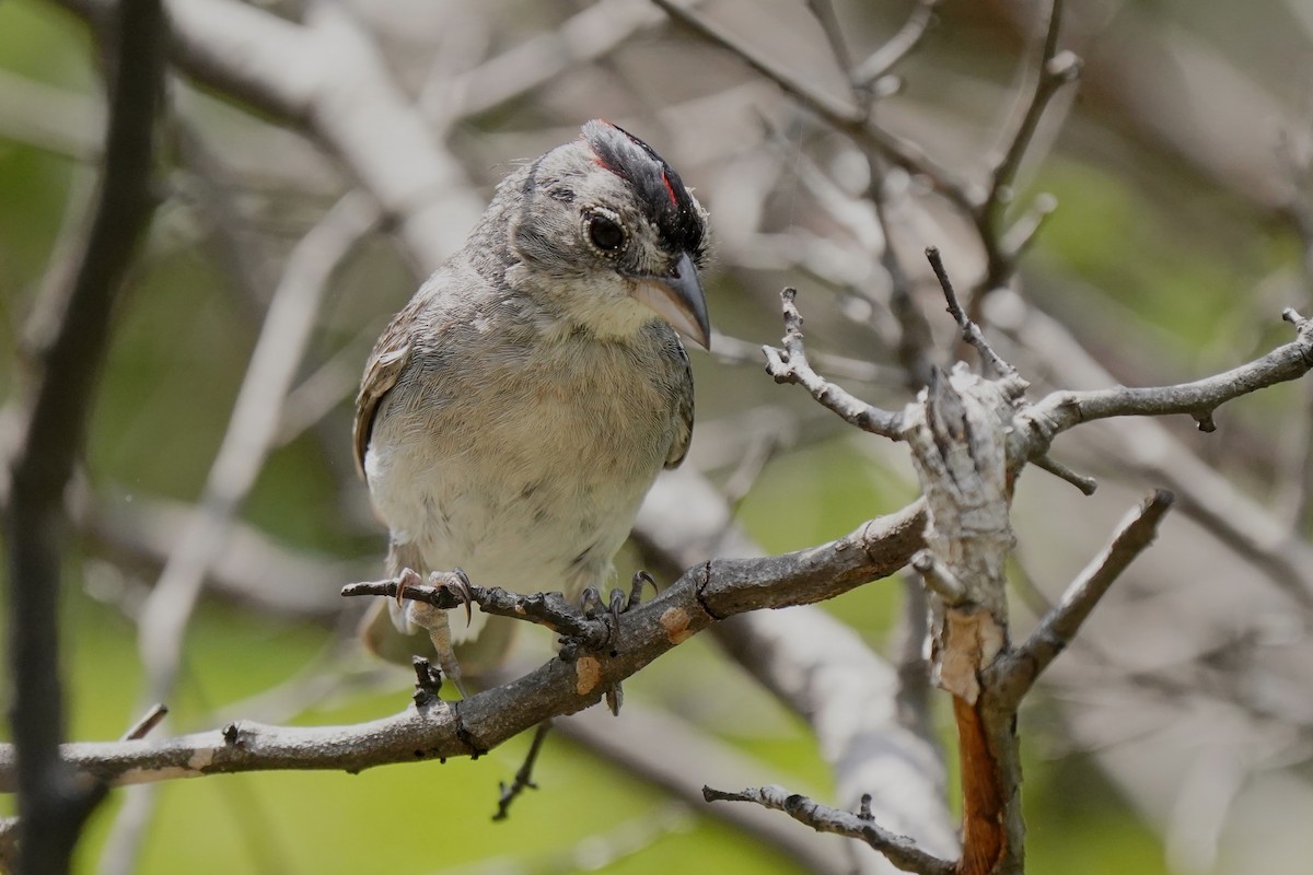Pileated Finch - ML611958665