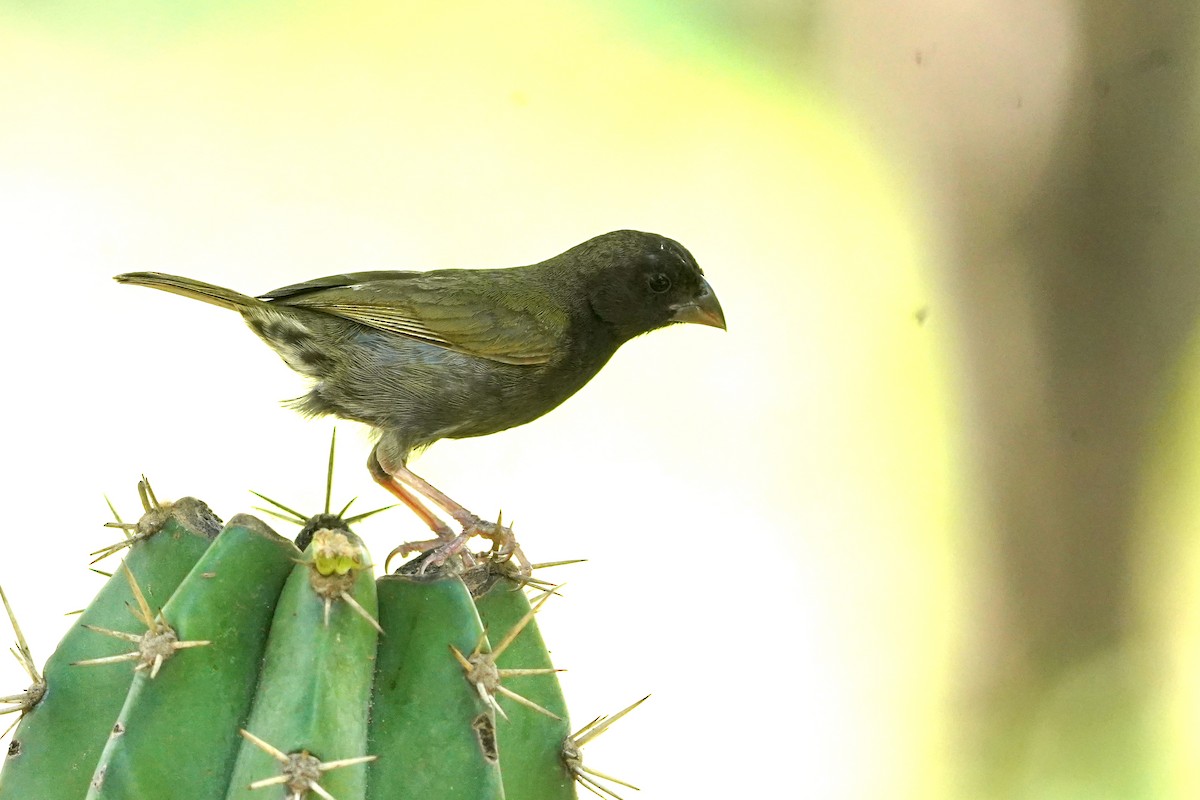 Black-faced Grassquit - ML611958683