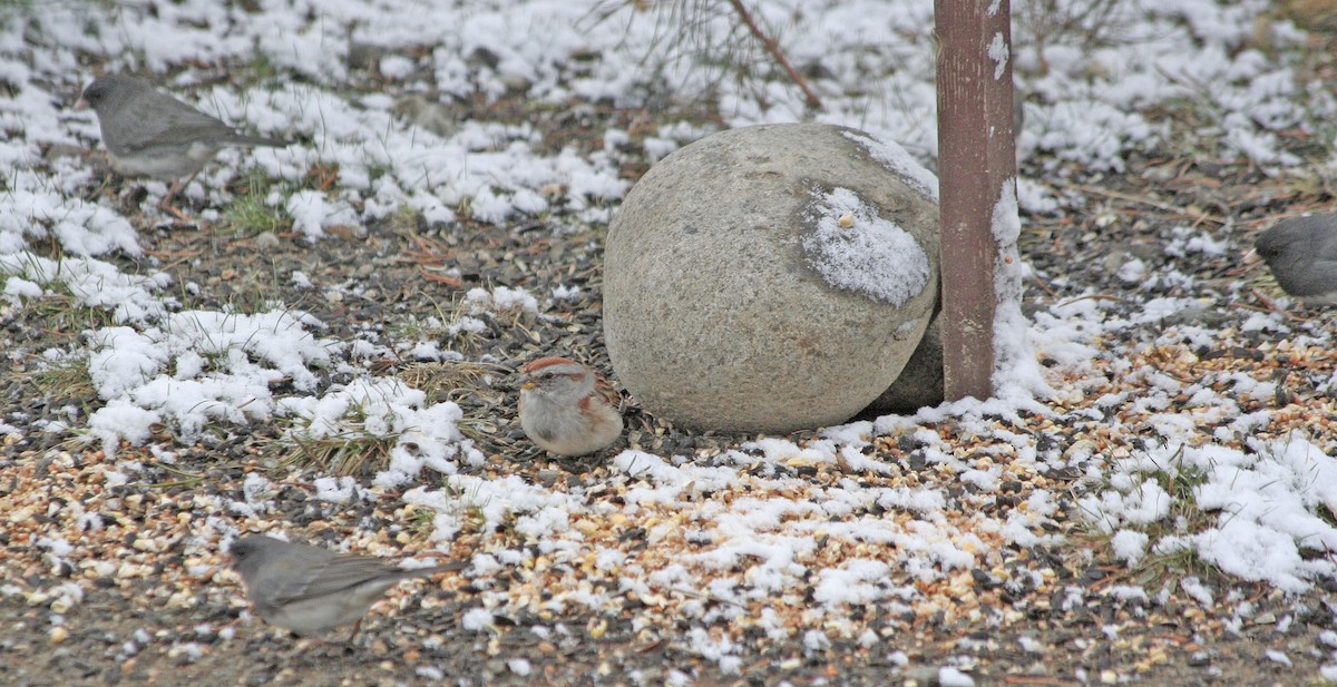 Junco ardoisé - ML611958842