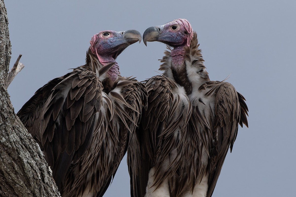 Lappet-faced Vulture - ML611959035