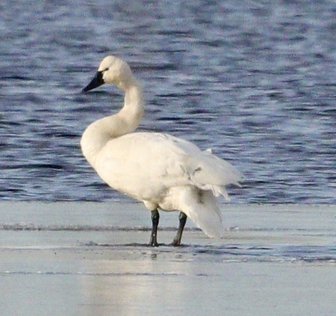 Tundra Swan - ML611959057