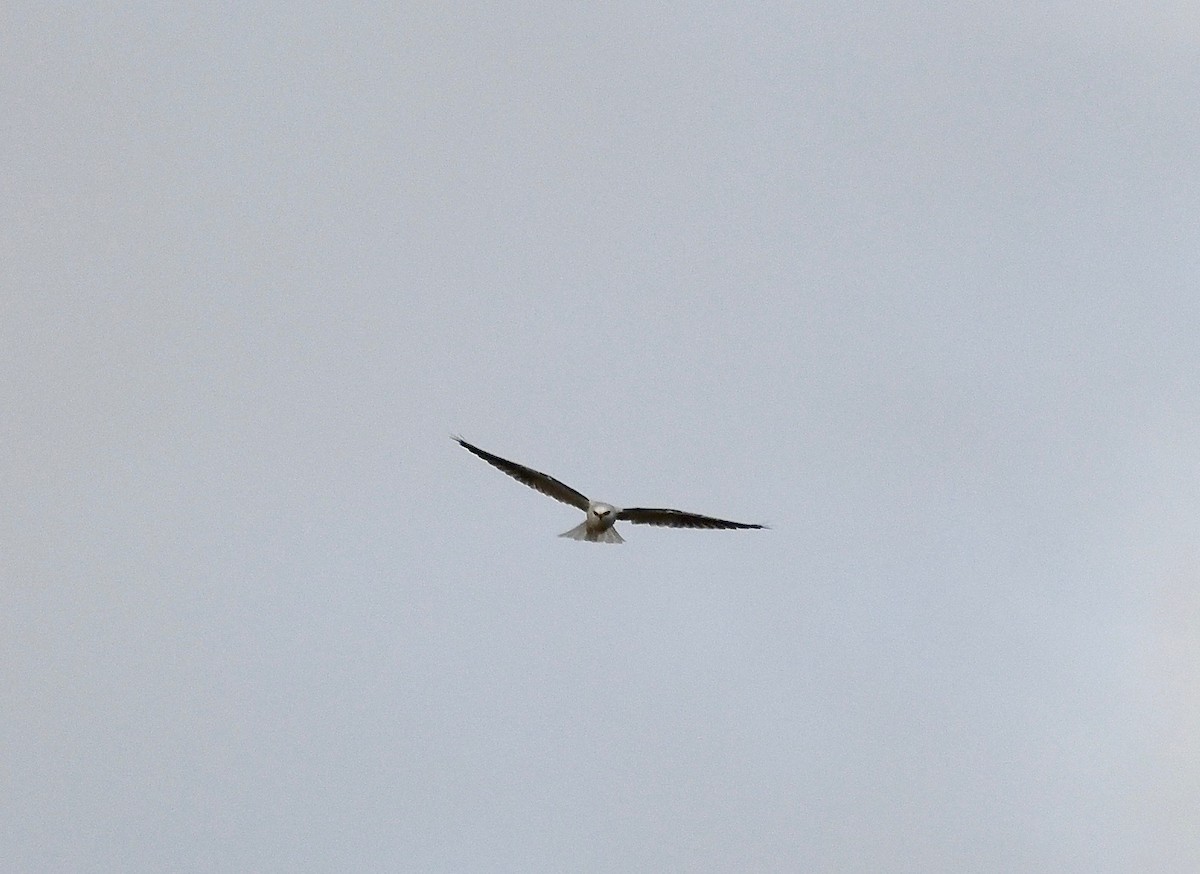 White-tailed Kite - ML611959267