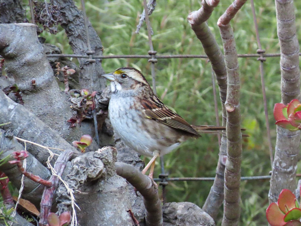 White-throated Sparrow - David Blue