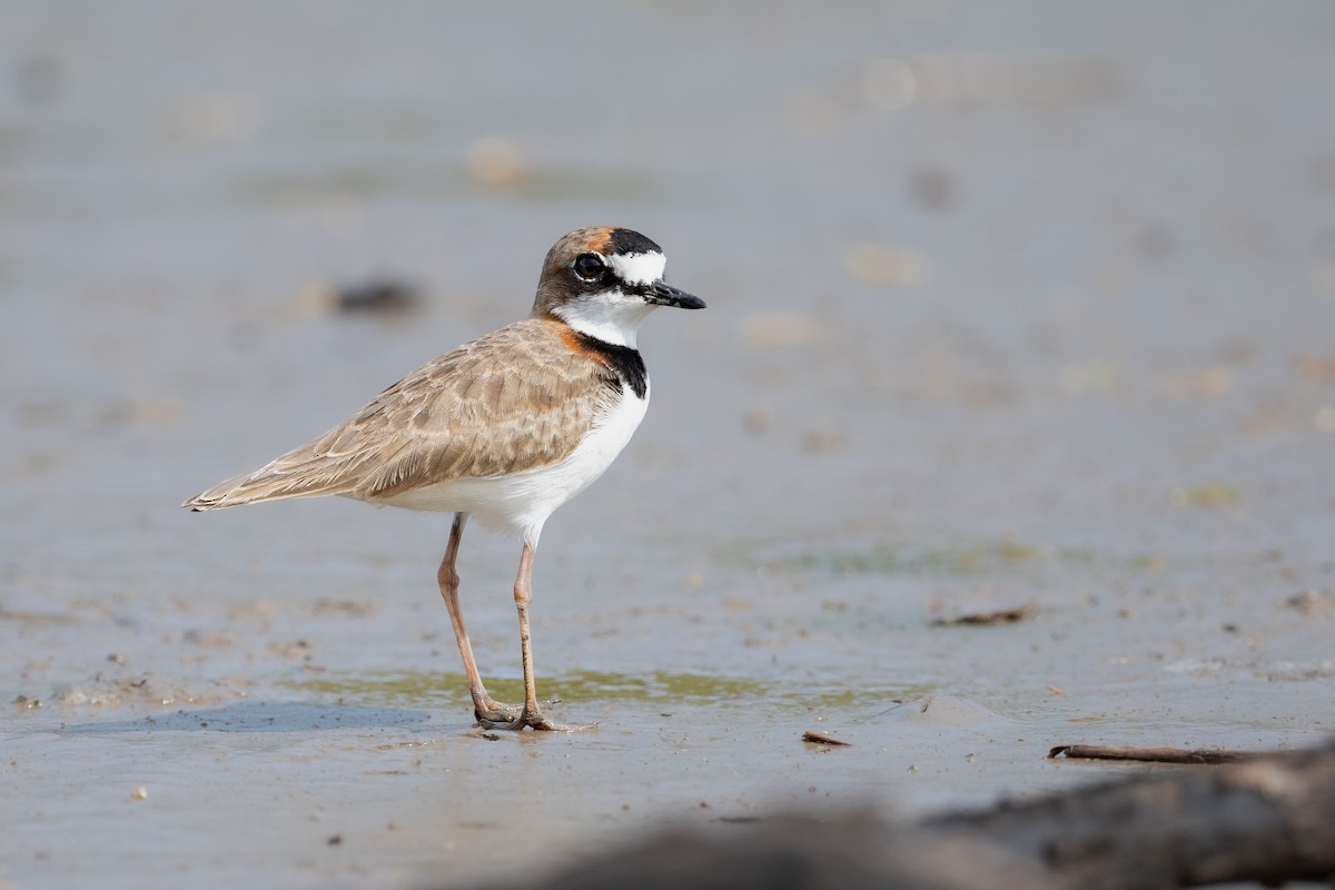 Collared Plover - ML611959570