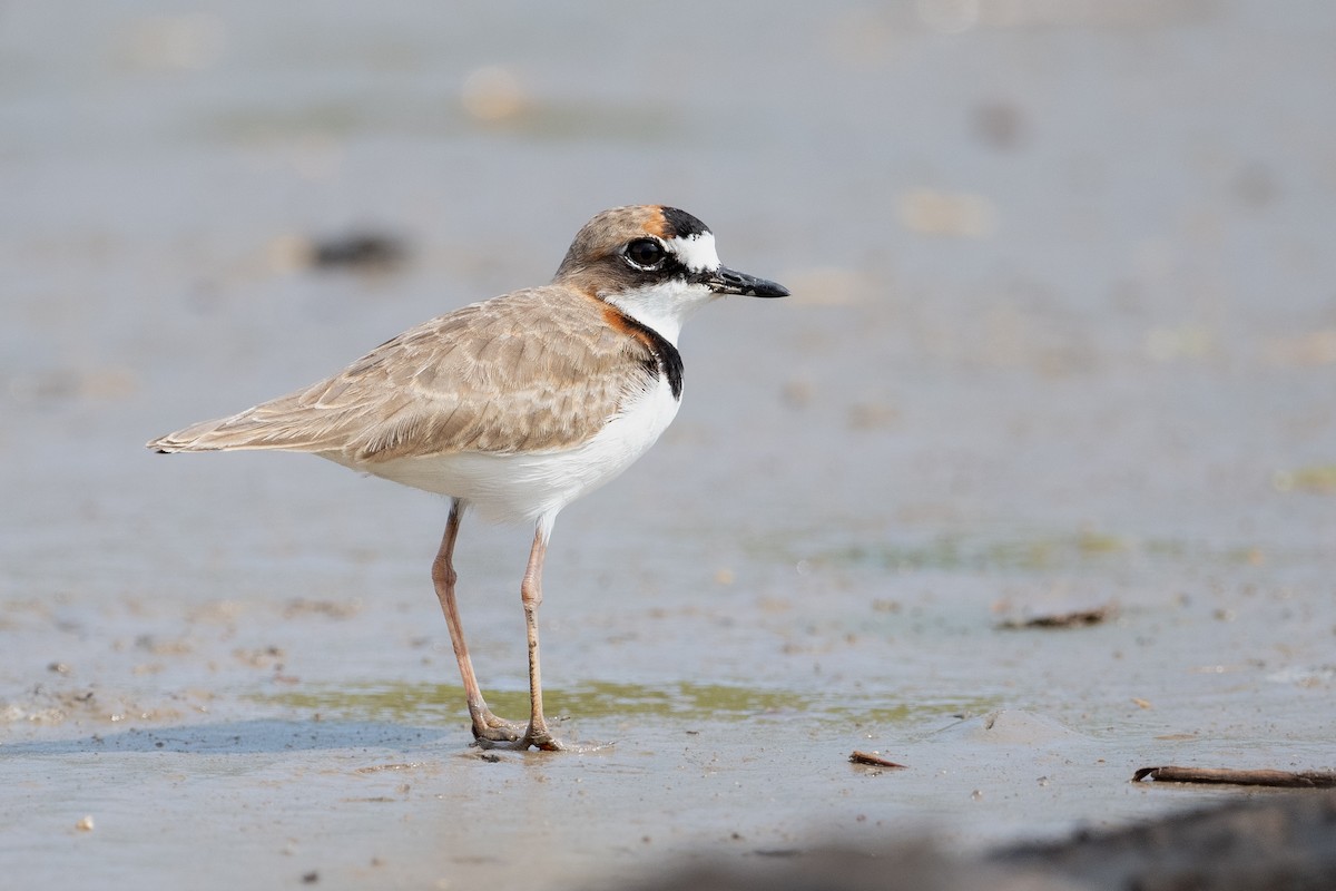 Collared Plover - ML611959571