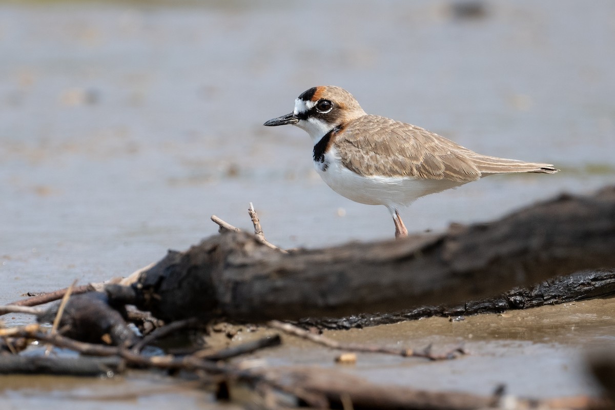Collared Plover - ML611959572