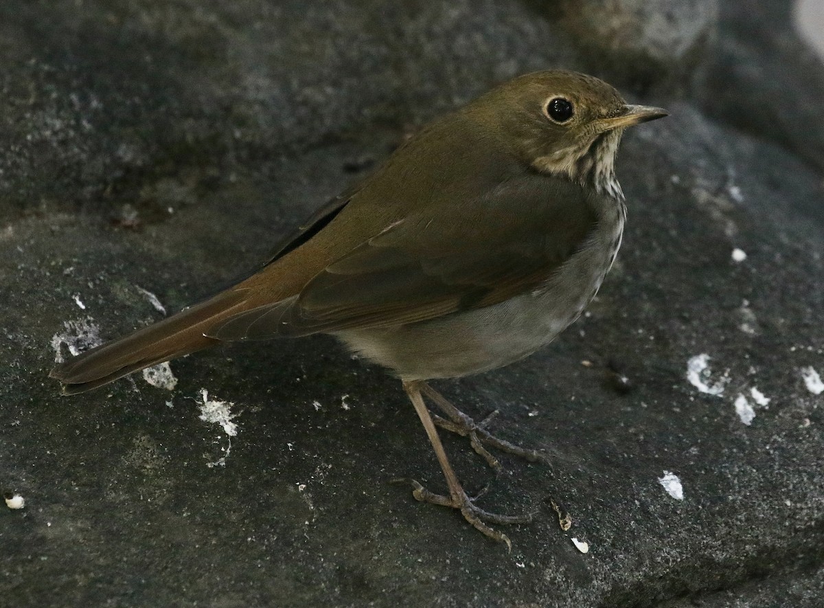 Hermit Thrush - ML611959593