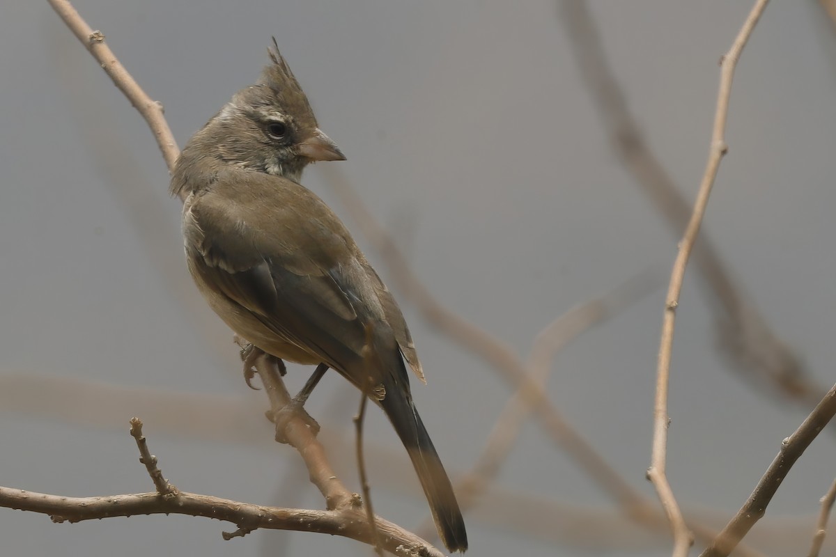 Gray-crested Finch - ML611959642