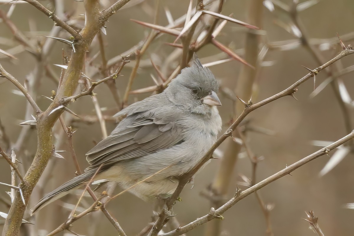 Gray-crested Finch - ML611959645