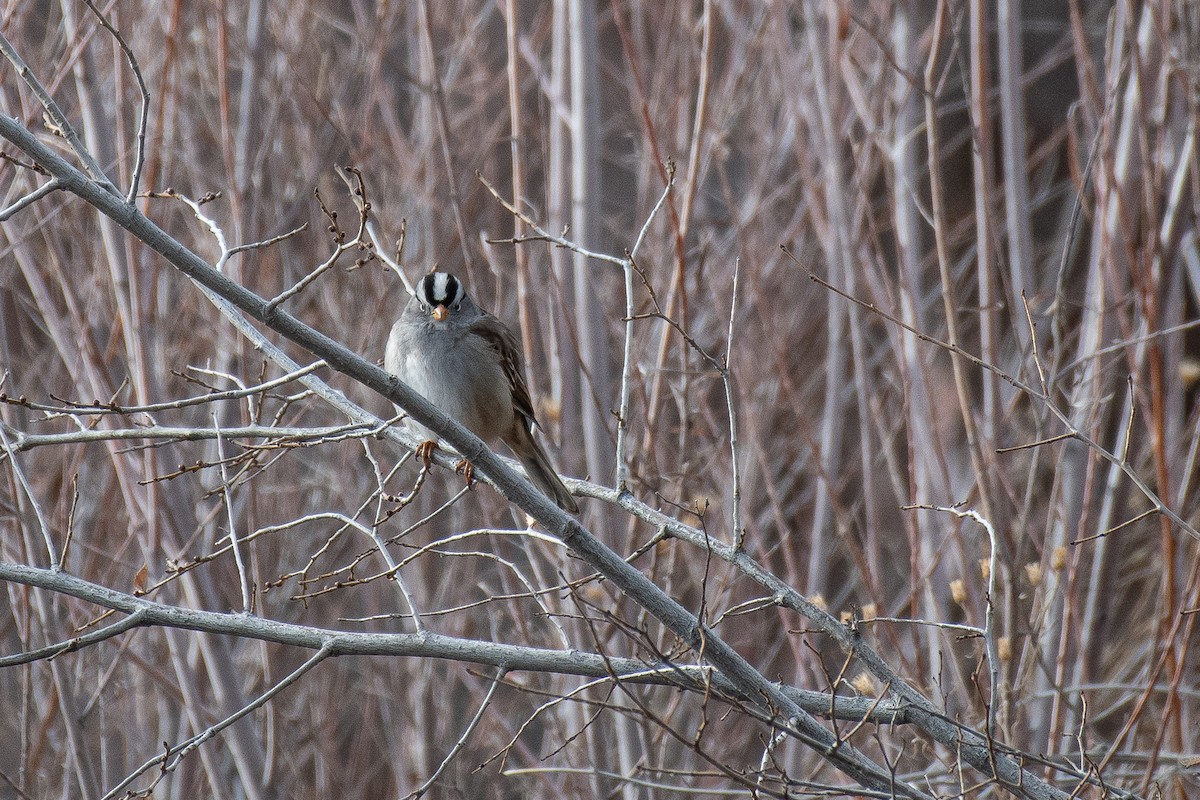 White-crowned Sparrow - ML611959700
