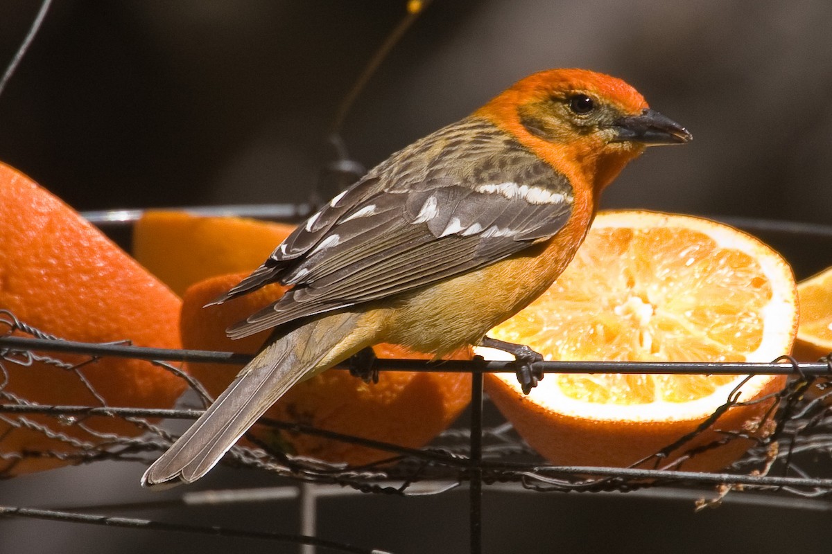 Flame-colored Tanager - ML61195971