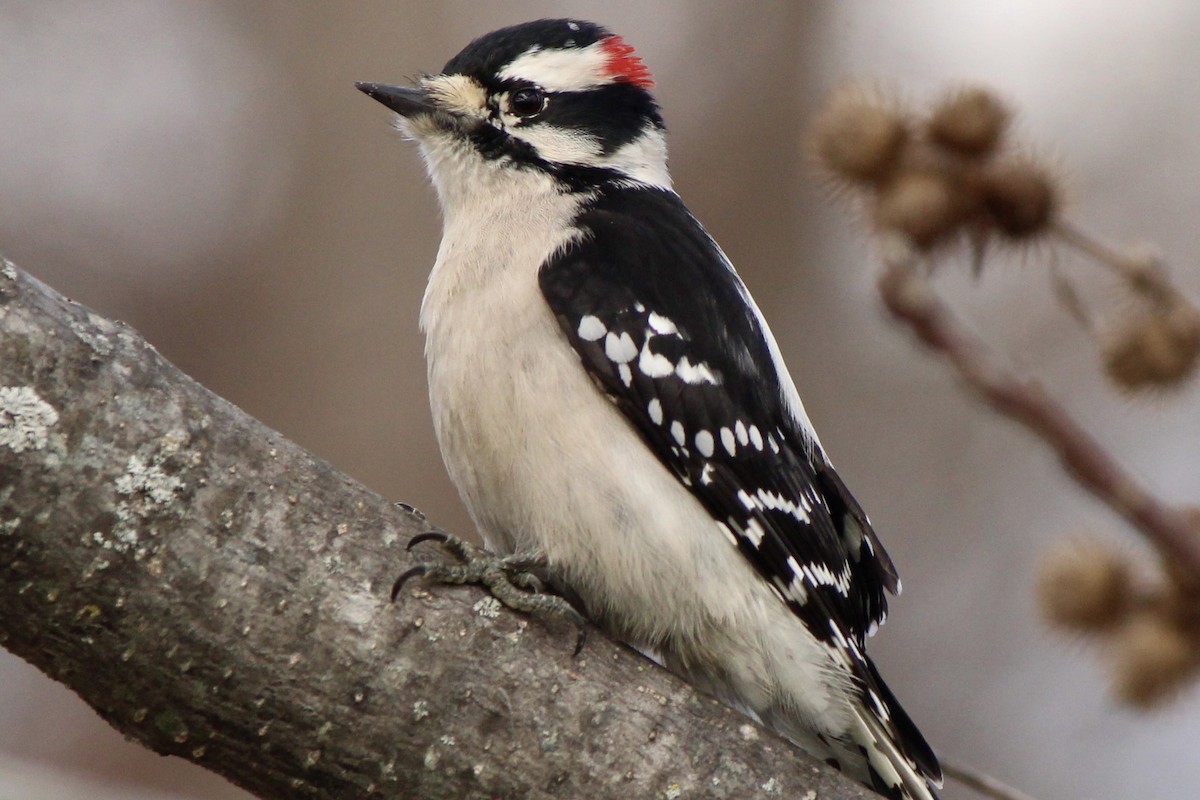 ebird-checklist-6-dec-2023-virginia-tech-vet-school-pond-17-species