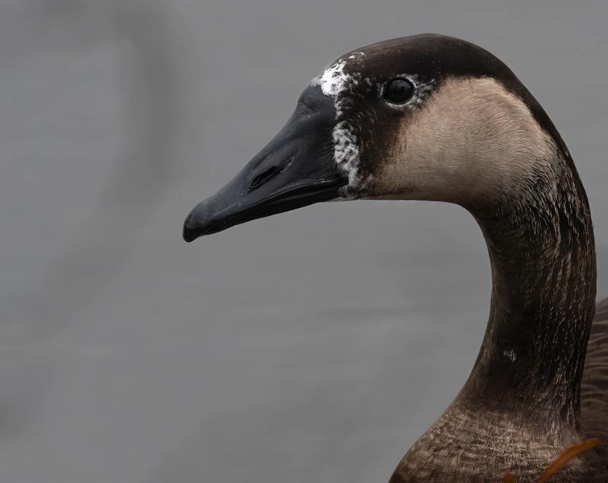 Domestic goose sp. x Canada Goose (hybrid) - ML611959853