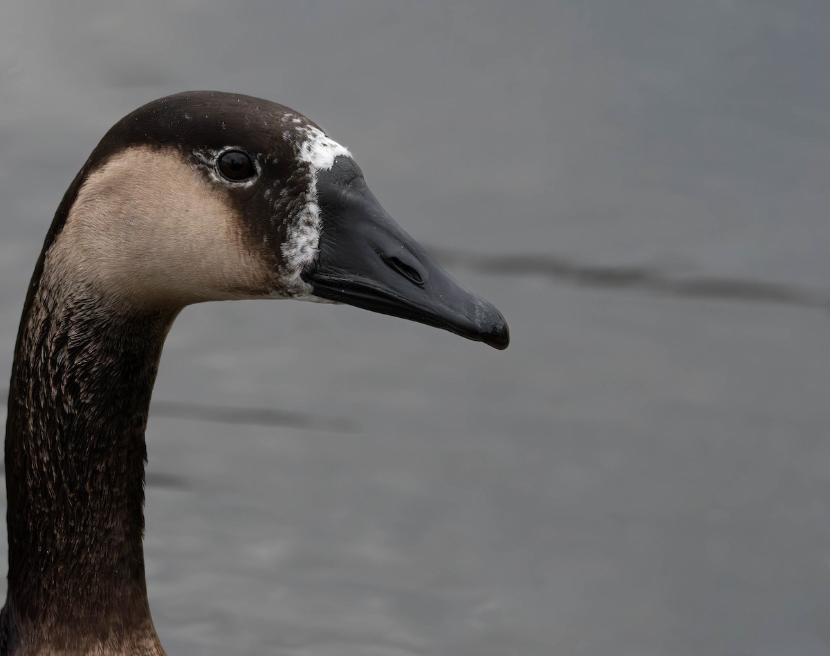 Domestic goose sp. x Canada Goose (hybrid) - ML611959855