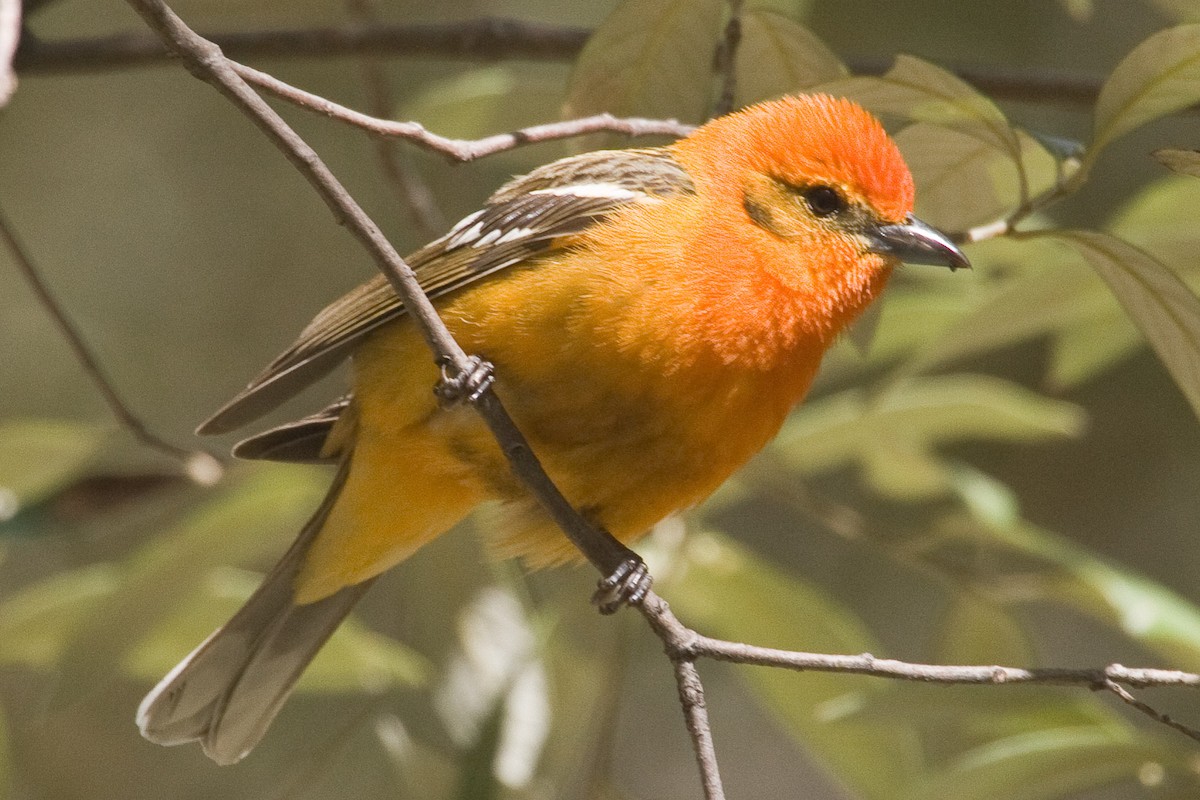 Flame-colored Tanager - ML61195991