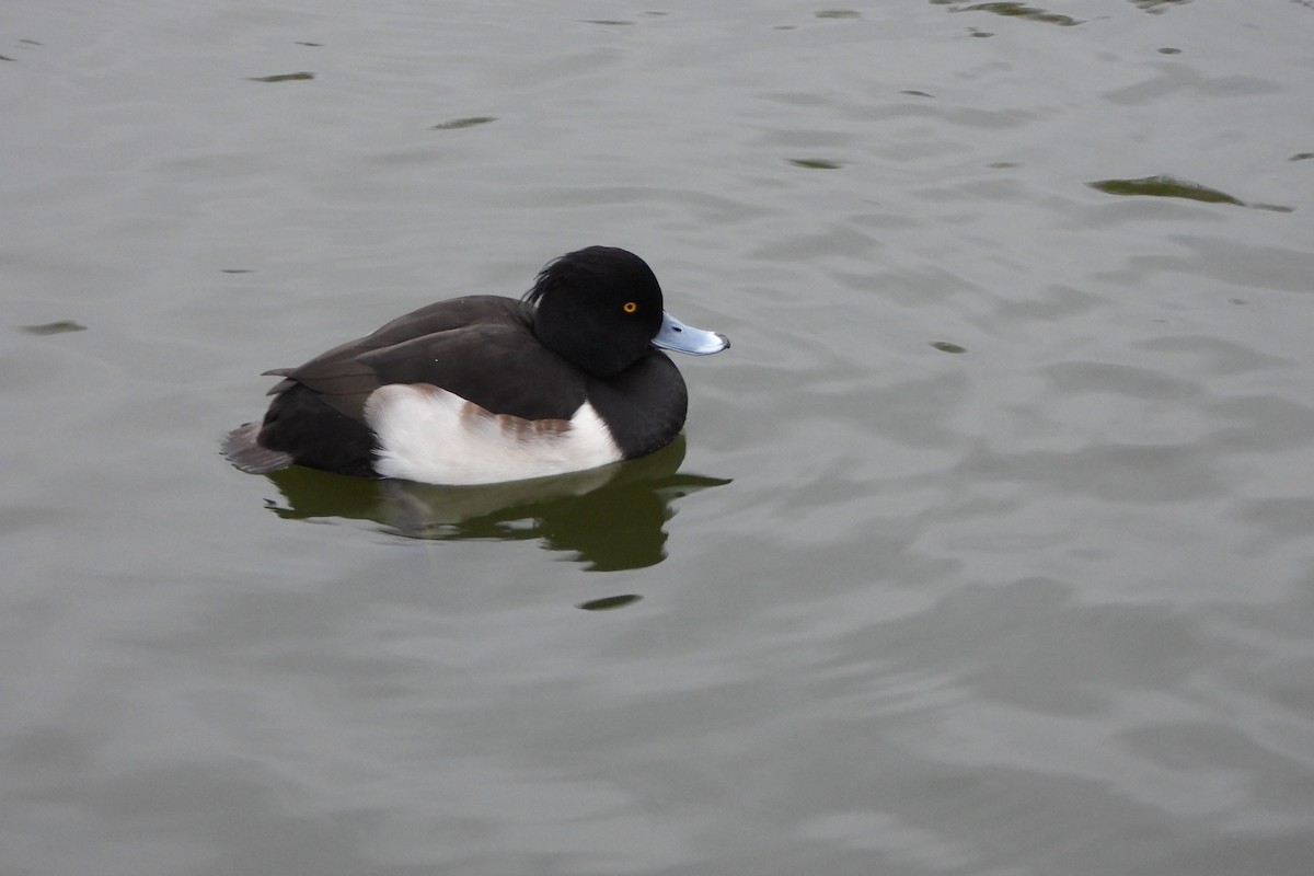 Tufted Duck - ML611960032