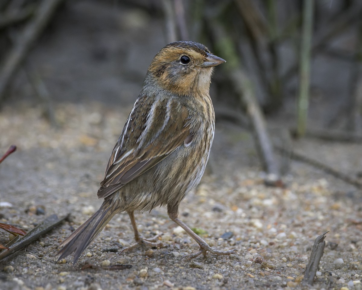 Nelson's Sparrow - Alan Phipps