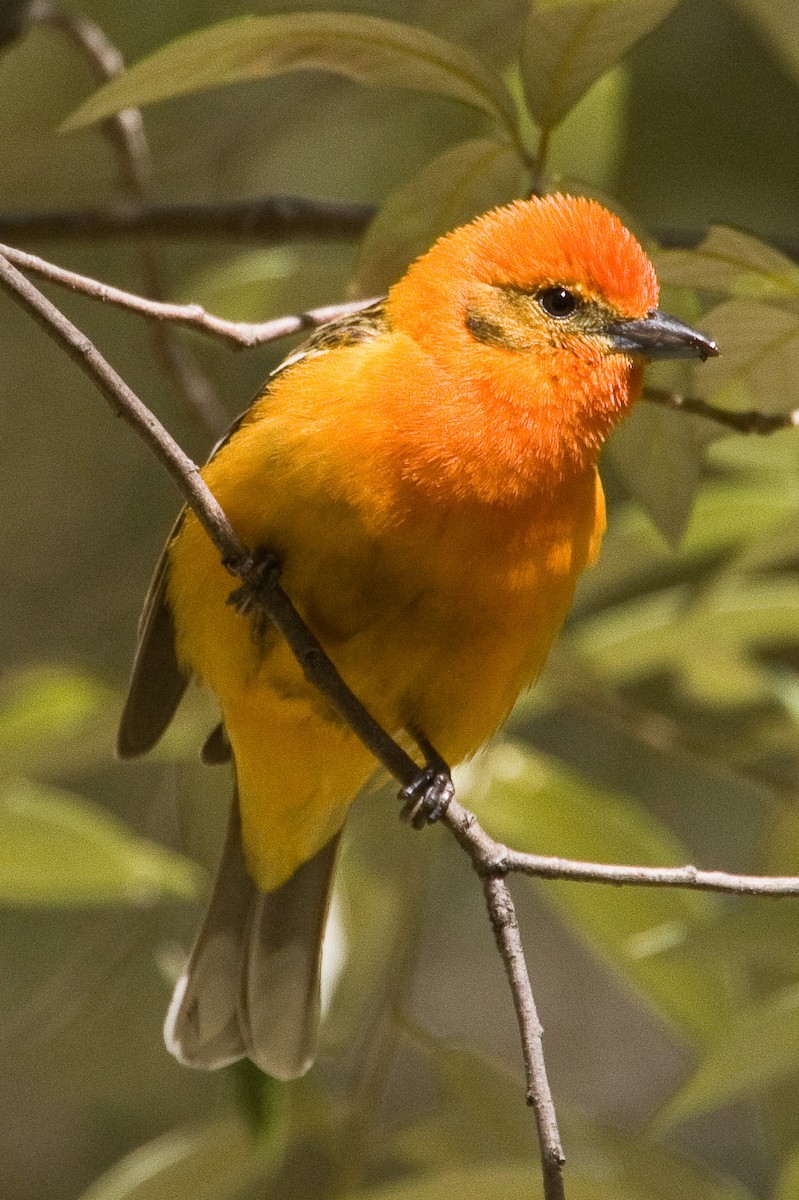 Flame-colored Tanager - ML61196011