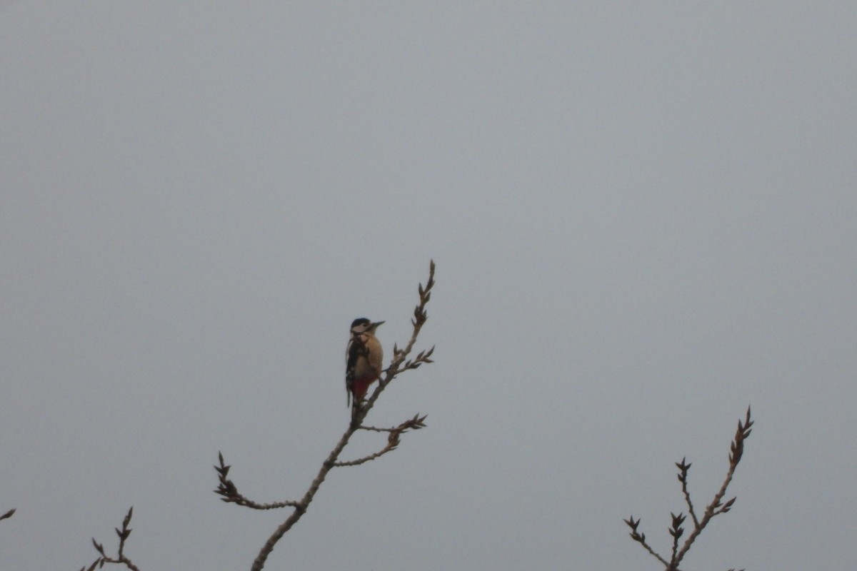 Great Spotted Woodpecker - ML611960147