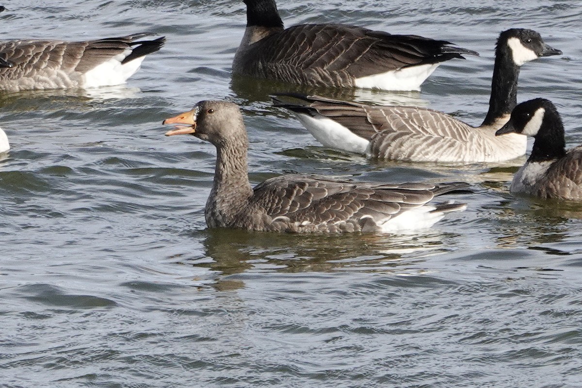 Greater White-fronted Goose - ML611960502