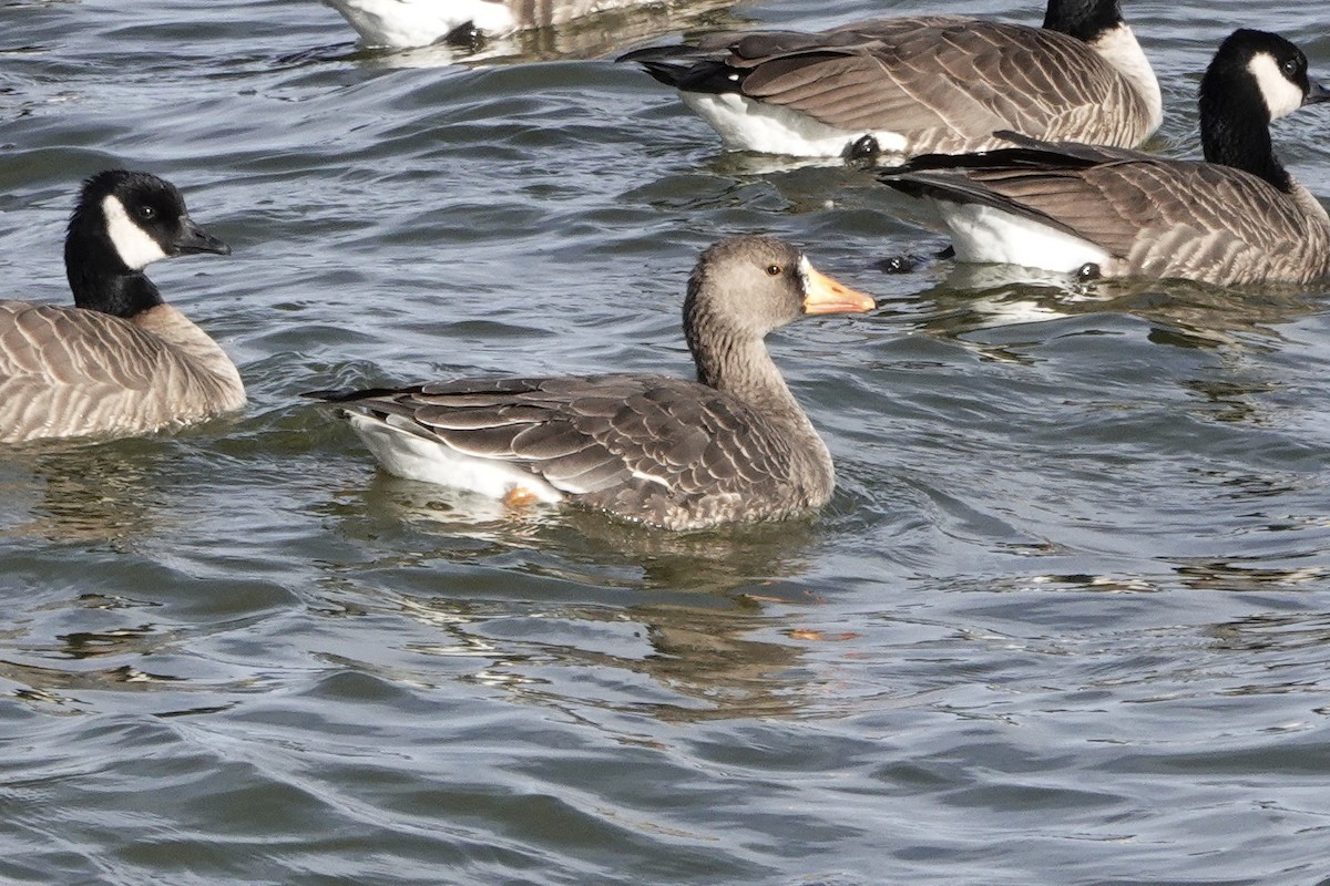 Greater White-fronted Goose - ML611960503