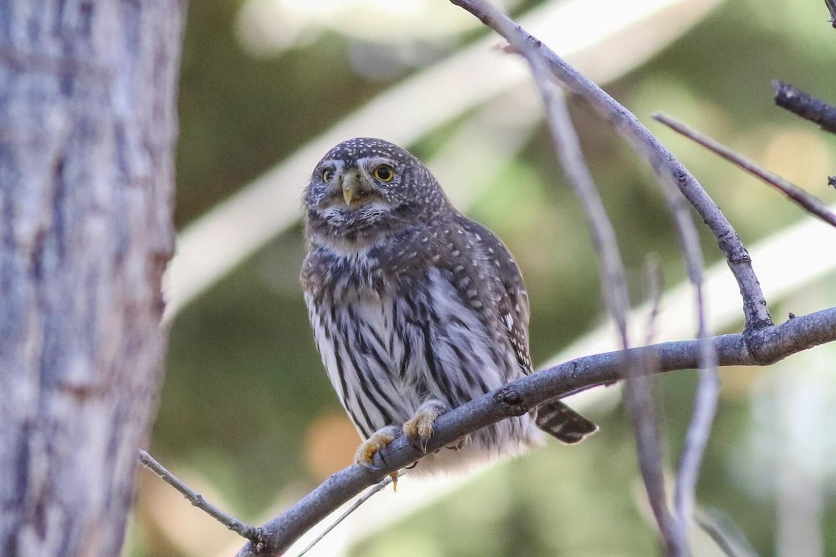 Northern Pygmy-Owl - ML611960704