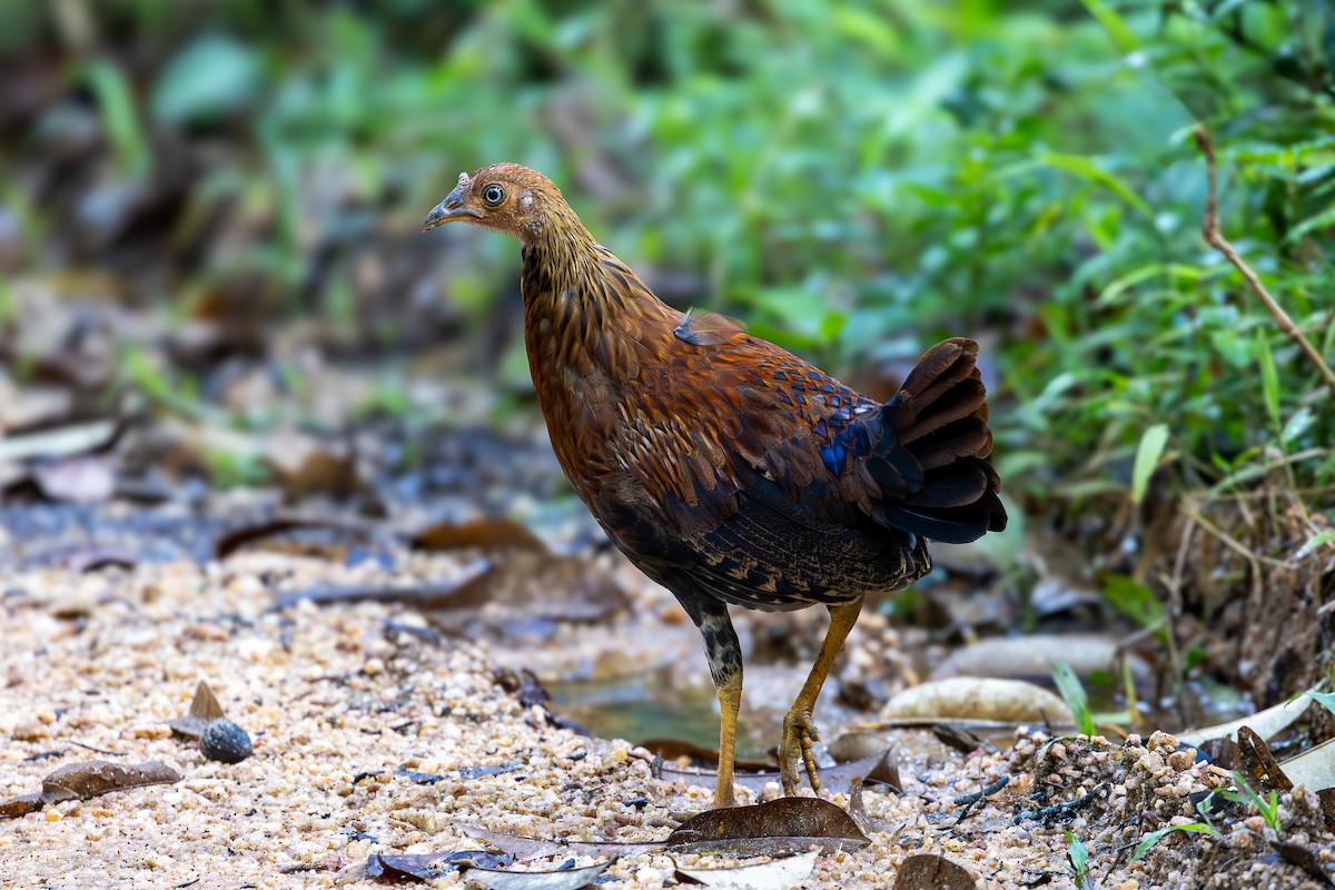 Sri Lanka Junglefowl - ML611961006