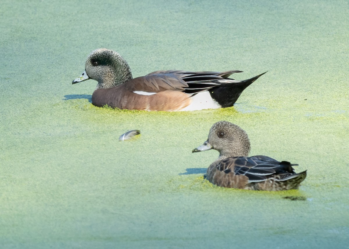American Wigeon - Sue Cook
