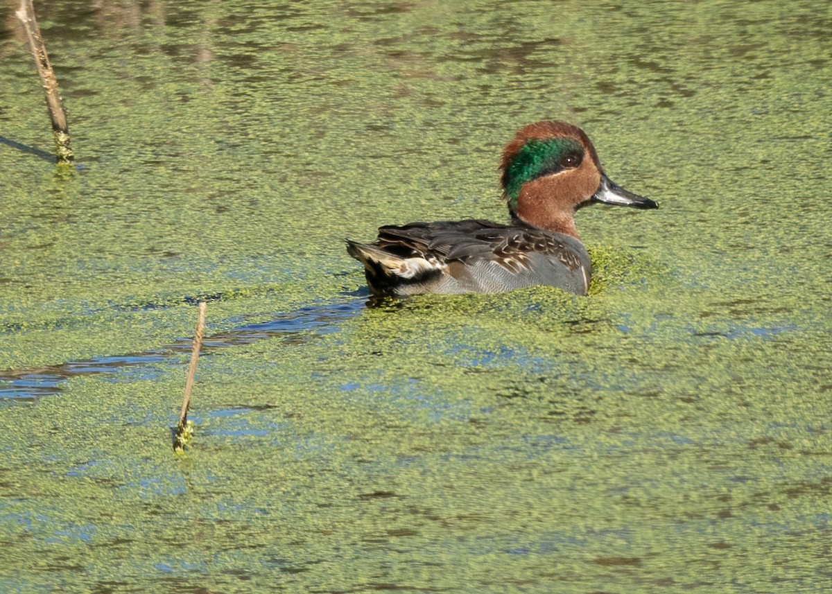 Green-winged Teal - Sue Cook