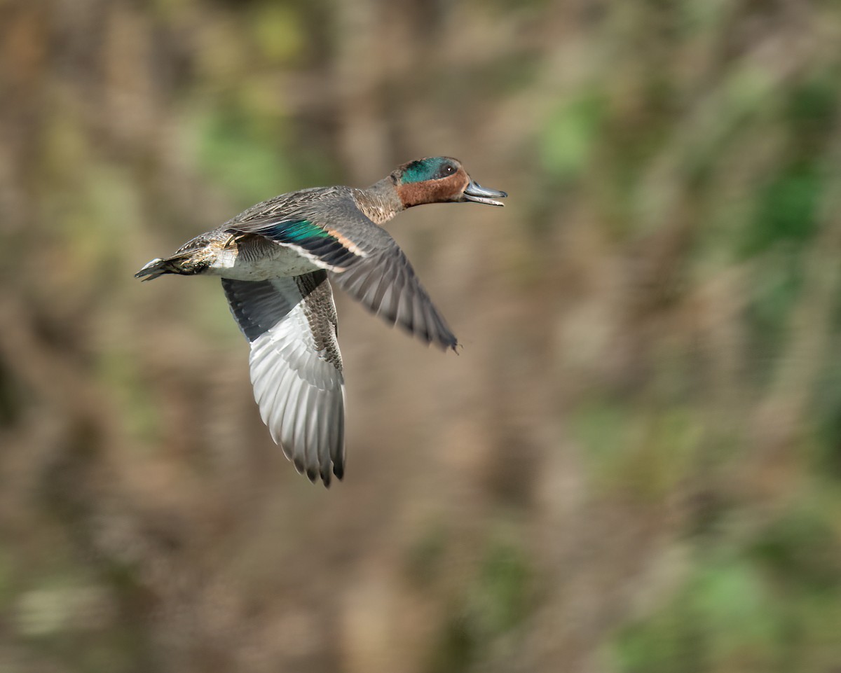 Green-winged Teal - Sue Cook
